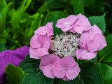 DSC7259