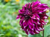 DSC7266